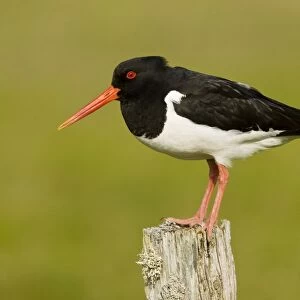 Oystercatcher - on post - in breeding season, South Uist, Outer Hebrides, Scotland