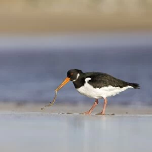 Oystercatcher Pulling worm from sand. South Gare. Cleveland, UK