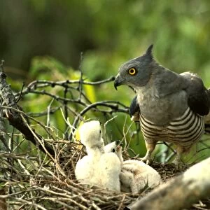 Pacific baza at nest with chicks
