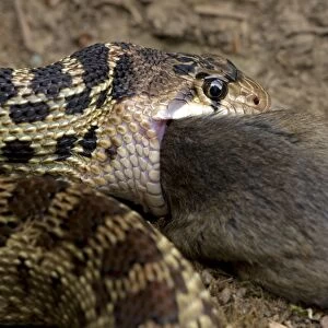 Pacific Gopher Snake - eating Mouse - Oregon - USA