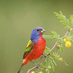 Painted Bunting - male