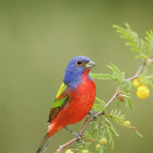 Painted Bunting - male