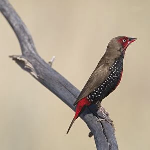 Painted Finch / Firetail, male perched. Inhabits arid spinifex covered land especially where there are rocky hills with pools of water. Usually in small flocks. A bird of the Australian outback. Nomadic. Nests in spinifex clumps