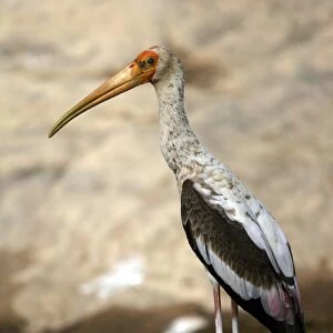 Painted Stork Ranthambhore NP, Rajasthan, India
