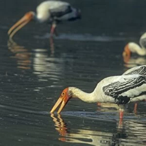 Painted Storks fishing, Keoladeo National Park, India