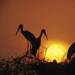 Painted Storks - at nest at sunset Keoladeo National Park, India