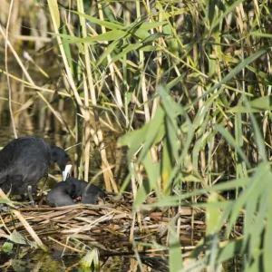 Pair of Red-knobbed Coots courting on nest. Inhabits dams, freshwater pans and lakes, avoiding fast flowing rivers. Karoo National Park, Western Cape, South Africa