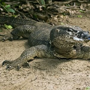 Palawan Monitor Lizard - rests on a path with its tongue outstretched (the tongue has a highly developed olfactory sense) to smell "a visitor" - A former subspecies of Varanus salvator now considered as a part of same-name complex of