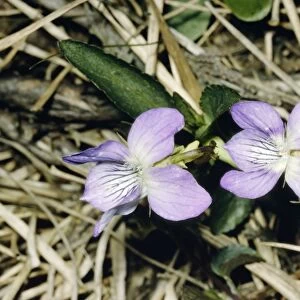 Pale Heath Violet JLM 10945 Viola lactea © John Mason / ARDEA LONDON