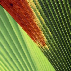 Palm frond - Valle de Mai National Park - Praslin - Seychelles Palm frond - Valle de Mai National Park - Praslin - Seychelles