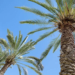 Palm tree. Cabo San Lucas, Mexico. Date: 10-03-2021