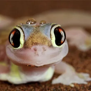 Palmato Gecko - close up of the head with water droplets - Namib Desert - Namibia - Africa