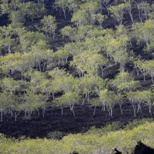 Palo Santo / Holy Wood - in Floreana island. Galapagos Fam: Burseraceae