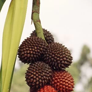 Pandanus Tree / Screw Pine - ripening fruit is red