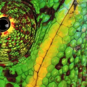 Panther Chameleon - male - close-up of eye and skin - Lokobe Nature Special Reserve - Nosy Be - Northern Madagascar Panther Chameleon - male - close-up of eye and skin - Lokobe Nature Special Reserve - Nosy Be - Northern Madagascar