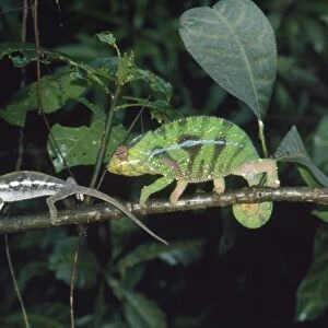 Panther / Leopard Chameleon - courting Ankaran Madagascar