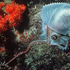 Paper Nautilus - found swimming in 21 meters down a drop off Qatar. Arabian Gulf