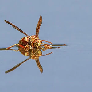 Paper wasp drinking water from surface of pond, Rio Grande Valley, Texas Date: 24-04-2021