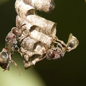 Two Paper Wasps - tend cells on their comb'-like nest. The wasps build a single vertical comb from wood pulp mixed with saliva, and hang it from a stalk
