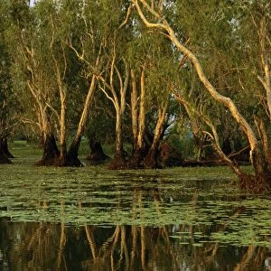 Paperbark swamp with Waterlilies (Nymphea violacea) Yellow Water, Kakadu National Park (World Heritage Area), Northern Territory, Australia JPF51224
