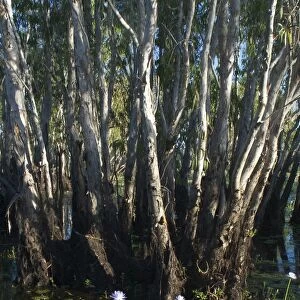 Paperbark trees - and waterlilies In the wetlands of Yellow Waters, Cooinda, in Kakadu National Park. A World Heritage listed National Park with wetlands of International Importance (Ramsar Convention)