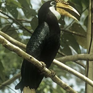 Papuan Hornbill South East Asia to Papua New Guinea