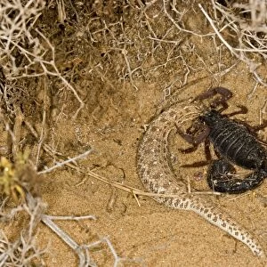 Parabuthus Scorpion - Eating a Sidewinder, after killing and dragging it into the undergrowth - Namib Desert -Namibia - Africa