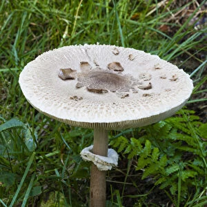Parasol Fungus, with well matured cap, Hessen, Germany