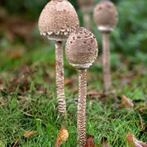 Parasol Mushroom - Habitat - in open woods & pastures. A group of young parasols prior to the cap flattening and the veil emerging. Kent deer park, UK - October. Edibility - excellent