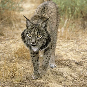 Pardel Lynx / Iberian Lynx - Endangered - Very similar to Lynx as distinguished by smaller size and heavier and smaller spots and more pronounced chin beard