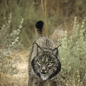 Pardel Lynx / Iberian Lynx - Endangered - Very similar to Lynx as distinguished by smaller size and heavier and smaller spots and more pronounced chin beard
