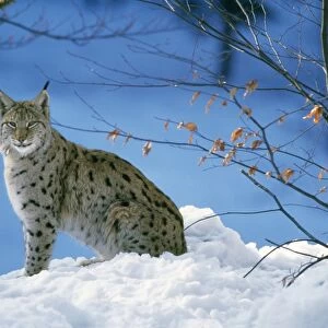 Pardel Lynx - in snow
