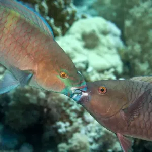Parrot Fish - two fighting each other - Red Sea Parrot Fish - two fighting each other - Red Sea