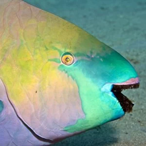 Parrotfish - with algae-filled teeth - Red Sea