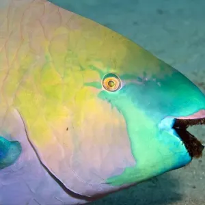 Parrotfish - with algae-filled teeth - Red Sea Parrotfish - with algae-filled teeth - Red Sea