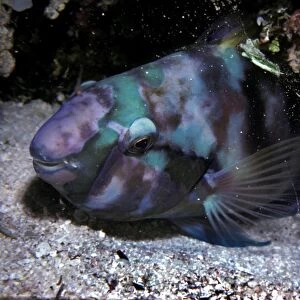 Parrotfish - sleeping in the safety of it's sand spotted mucus cocoon. The cocoon is made by inflating the mucus coating on the fishes scales and keeps ectoparsites and other creatures away while the fish sleeps. Heron Island