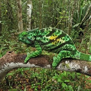 Parson's Chameleons - male - Andasibe-Mantadia National Park - Eastern-central Madagascar