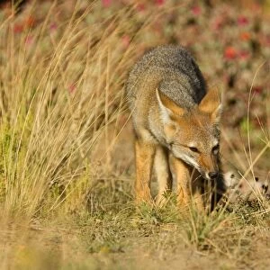 Patagonian Fox / Argentine Gray Fox / Argentine Grey Fox / South American Gray Fox / South American Grey Fox / Chilla - young fox strolling through the pampa searching for something edible - Reserva Faunistica Peninsula Valdes - UNESCO World