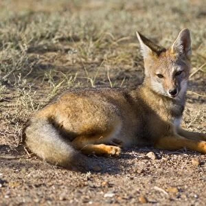 Patagonian Fox / Argentine Gray Fox / Argentine Grey Fox / South American Gray Fox / South American Grey Fox / Chilla - young fox lying in the pampa resting - Reserva Faunistica Peninsula Valdes - UNESCO World Heritage Site - Atlantic Coast