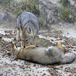 Patagonian Grey fox - grooming each other Patagonia: southern Argentina and Chile