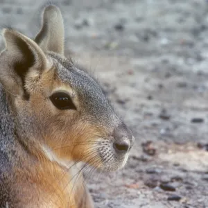 Patagonian Mara