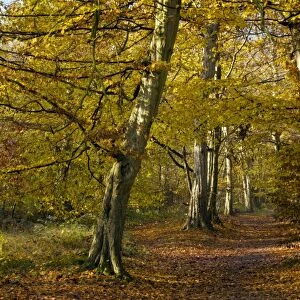 Pathway through old hornbeams - in autumn in Great Wood - Plantlife Reserve at Ranscombe Farm - Kent - UK