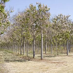 A Paulownia plantation in Queensland. Paulownia is a fast growing timber which can be coppiced to produce a continuing supply of timber light in weight and colour