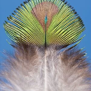 Peacock - Feather of male