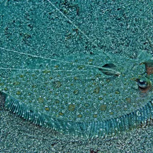 Peacock Flounder - with growth on left eye - Indonesia