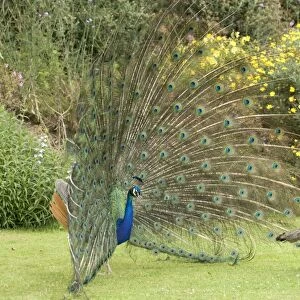 Peacocks / Peafowl - Male displaying to female / Peahen Location: Ornamental garden, UK