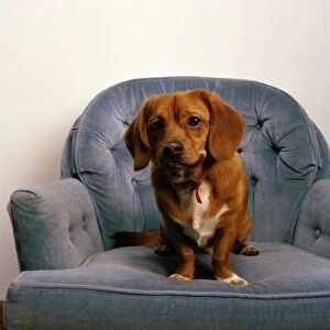 Peagle Dog - a crossbreed between a Pekingese and a Beagle