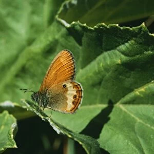 Pearly Heath Butterfly LBO 77 Coenonympha arcania © Ian Beames / ARDEA LONDON