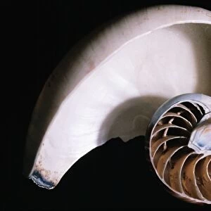 Pearly Nautilus Shell Dissected, showing chambers & siphuncle