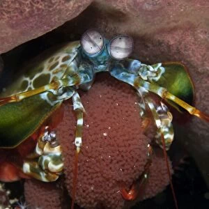 Peecock Mantis - shrimp with eggs - Indonesia
